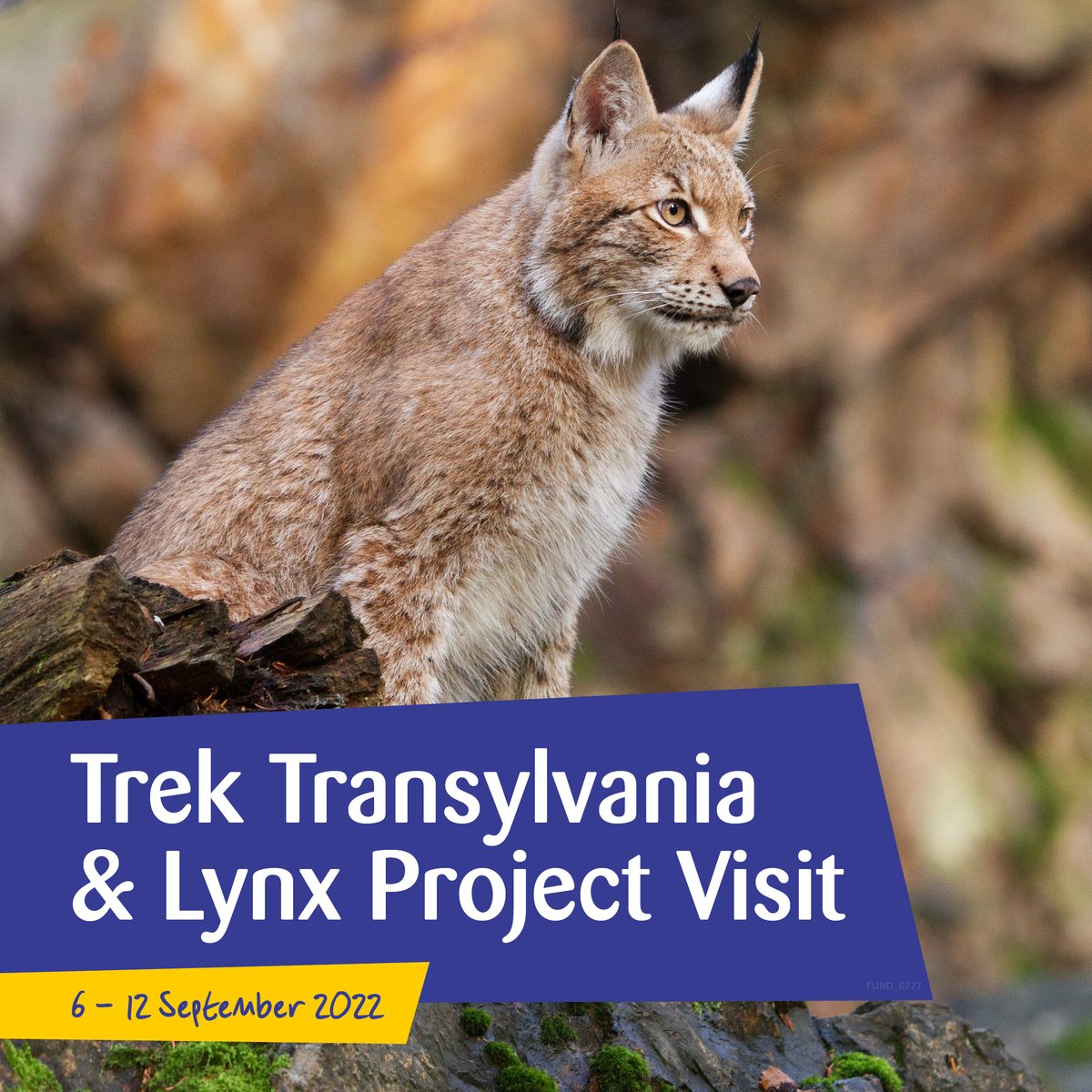CPCatChampions's tweet photo. Explore the land of wolves, bears and lynx! 🙀🏔🥾 Join our group of #CatChampions to Trek Transylvania next year and raise vital funds to help cats and kittens here in the UK. Reserve your place today for free: https://t.co/xOnOpsjg3S
#TrekForCats #CatsOfTwitter https://t.co/c5J4rMgrXf
