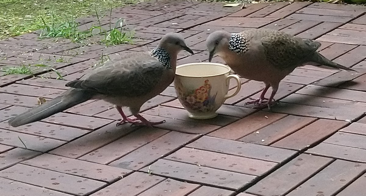 kemblesoft's tweet photo. Disaster at the dove tea party 😮 https://t.co/q6bPZJprJS