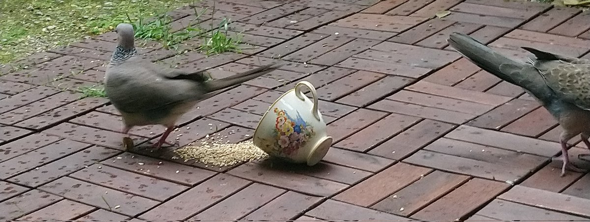 kemblesoft's tweet photo. Disaster at the dove tea party 😮 https://t.co/q6bPZJprJS