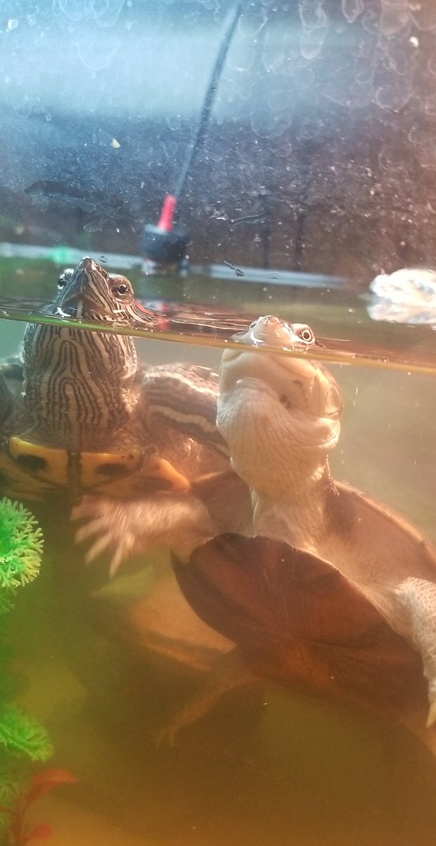 Amysterz's tweet photo. Showing off my Turtle babies 🥰🥰
#turtles #turtlelover #redearedslider #africansideneck #waterturtles https://t.co/eiOkRsThJL