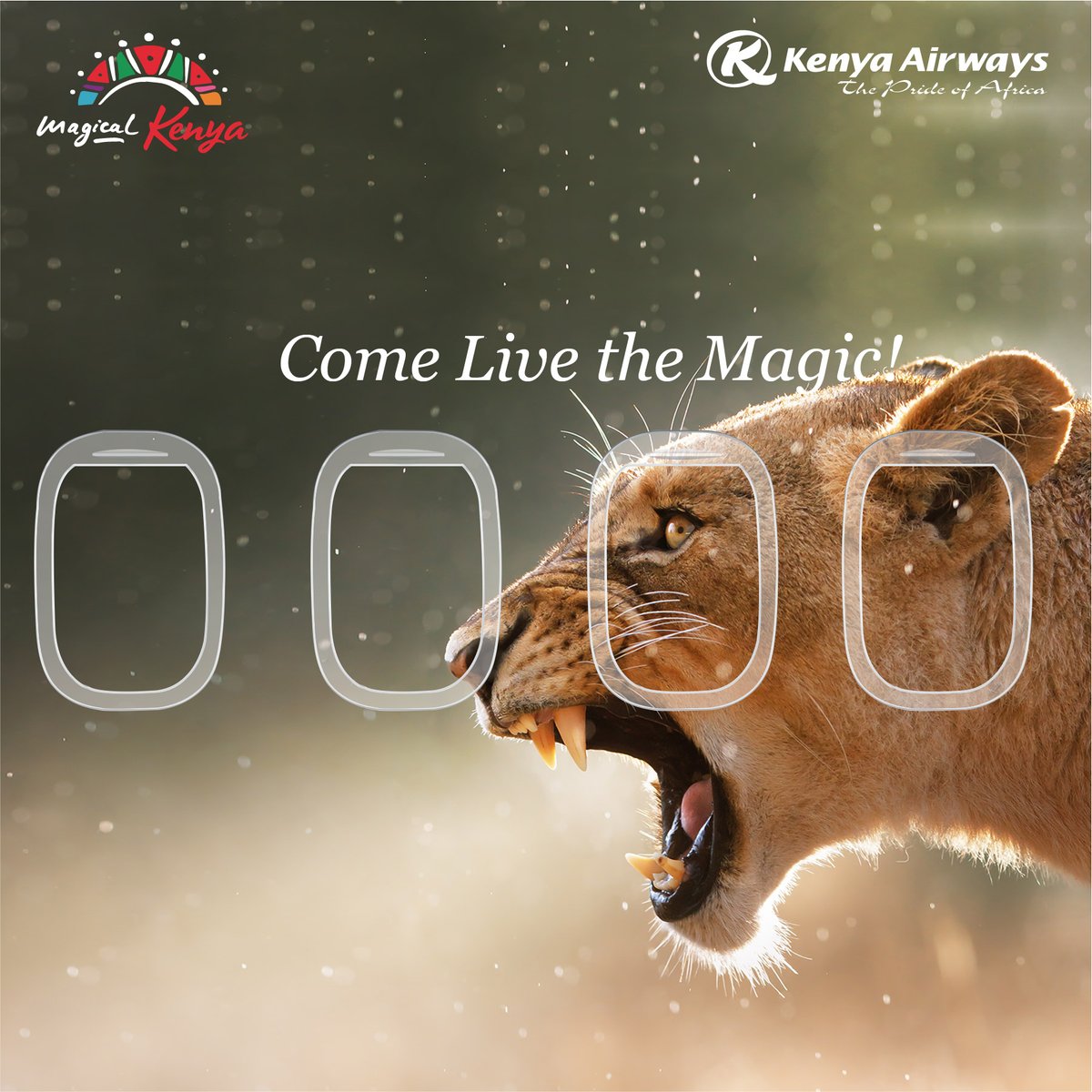 magicalkenya's tweet photo. The Tsavo Man-Eaters were possibly the world's most infamous lions, distinguished by their lack of a mane. 
They targeted the Mombasa-Nairobi railway construction workers due to a lack of food plus an extraordinary surge of new prey, and the rest is history...

#FlyTheMagic https://t.co/aGnffPrLUO