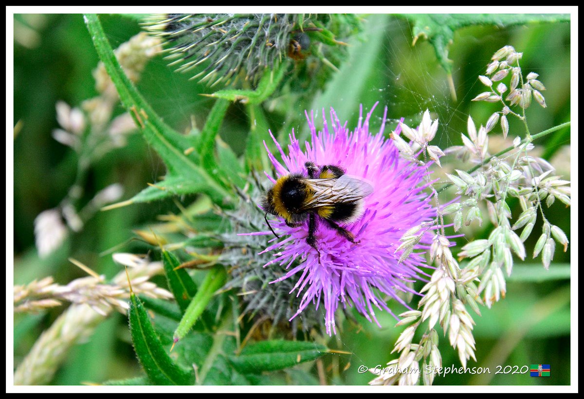 Calling local artists! Design a logo for Louth District Beekeepers &amp; a label for honey produced on the Lincolnshire Wolds #AONB. Honey will be sold to support bee related training &amp; events. For details email LouthDistrictBeekeepers@gmail.com <a href="/ThorneBeehives/">Thorne Beehives</a> <a href="/LincsConnect/">#LincsConnect</a> RT