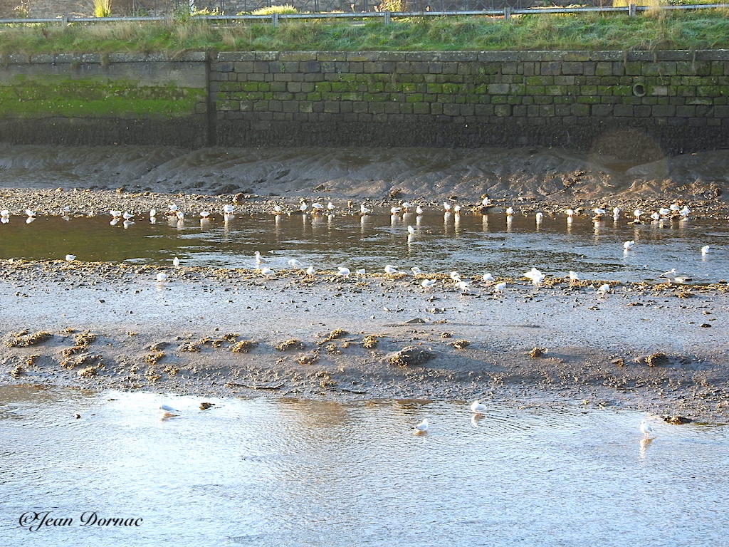 JeanDornac's tweet image. A marée basse, les mouettes s’alignent le long de la rive espérant voir passer une proie à dévorer… #marée #basse #mouettes #alignent #rive #proie #dévorer #rivière #léguer #Lannion #CôteArmor #Bretagne #France