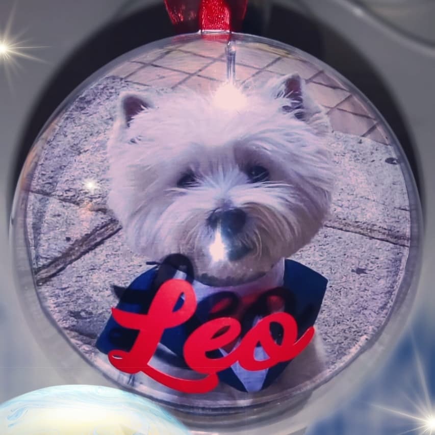youregalo's tweet photo. 🎁 #Regalos diferentes 

🔝 Hoy te propongo un regalo original
✅ Tú mascota también merece estar en un sitio importante en #Navidad 

📸 Leo ya tiene su bola de Navidad 
➡️  Un #Amor 

👉Pedidos y consultas a nuestro Whatsapp (perfil)
#Love #gift #Amor #regalosoriginales  #life https://t.co/hxY3FpaucV