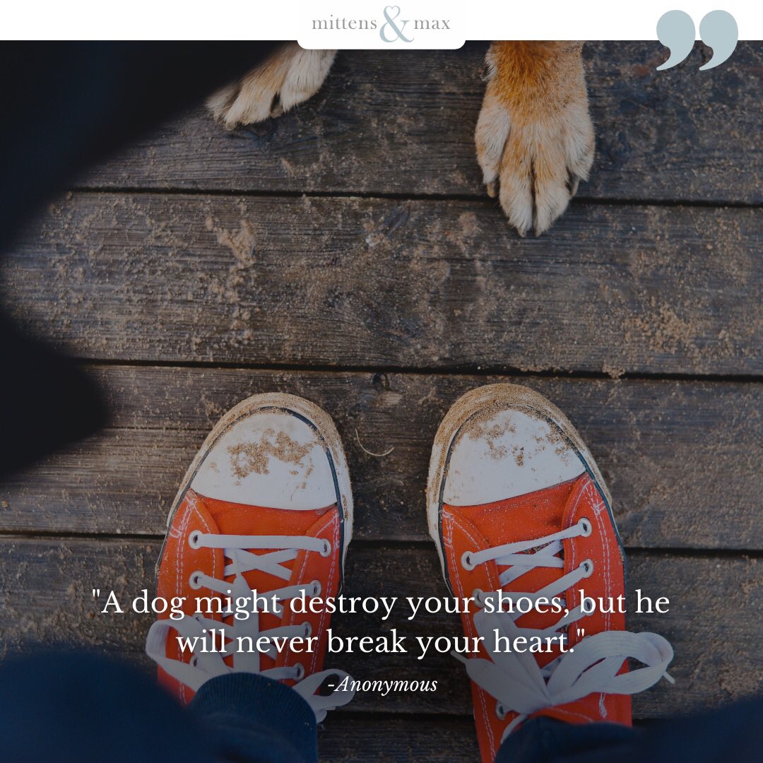 MittensAndMax's tweet photo. There's a reason dogs are man's best friend. Their loyalty knows no bounds and they stick by us through thick or thin, with all our faults in tow! 🐶🤍🤍🤍

#mittensandmaxpets #quoteoftheday #dogsloyalty #doglove https://t.co/Hy5puJJvaq