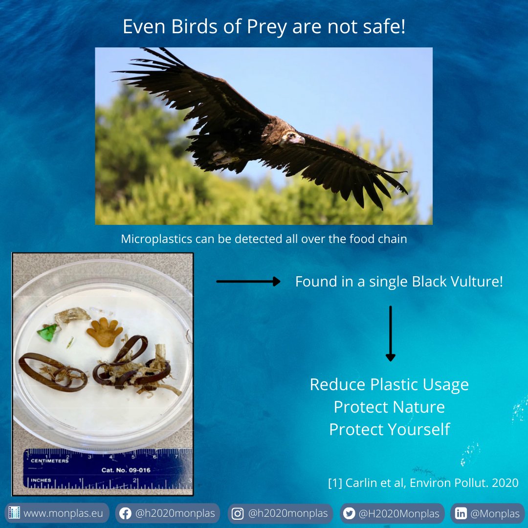 H2020Monplas's tweet photo. At this time, #microplastics have even been found in birds of prey, which are usually at a higher tier of #consumption, suggesting that this problem is more pernicious than may be, at first, apparent. 

#MONPLAS
#nanoplastics
#PlasticPollution https://t.co/c2LNFvVbG3