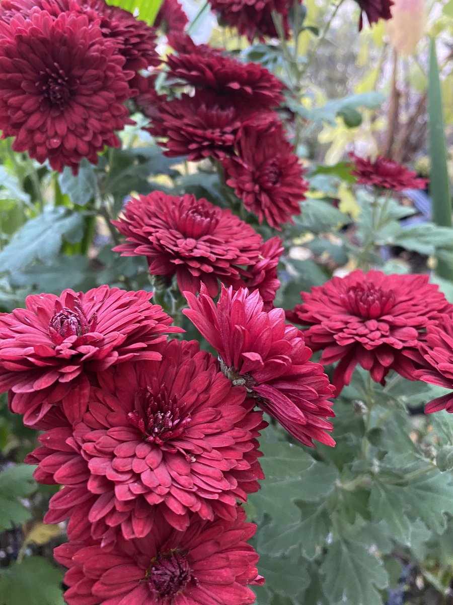 IrisesSeagate's tweet photo. Chrysanthemum ‘Ruby Mound’ aptly named and performing well for us on the nursery. #chrysanthemum #ruby #mound #richcolour #rubyflower #fridayfavorites #flowerpower #peatfree #plants https://t.co/jwK6ruyzIH