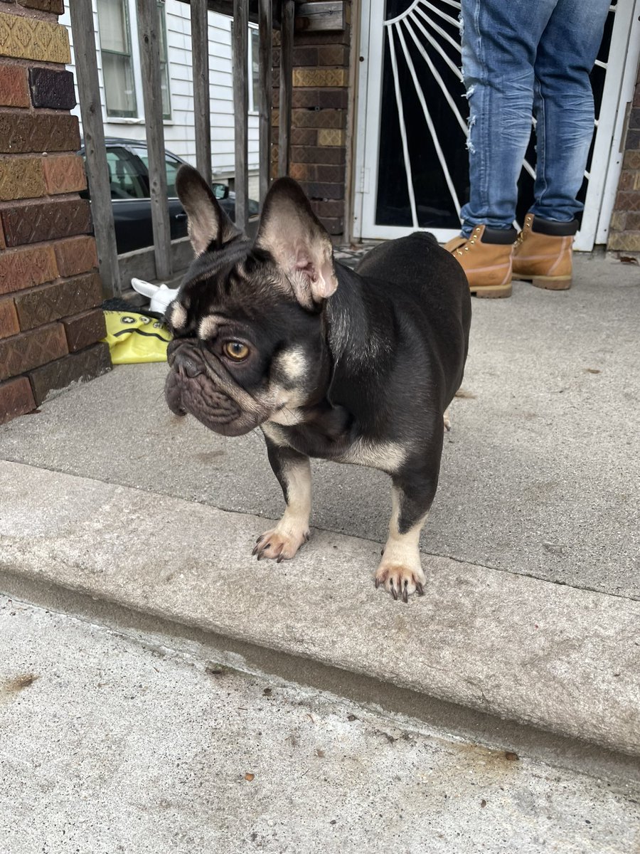 _Heftywill's tweet photo. My frenchies having pups soon get with me if you looking to buy a quality dog… #Exoticfrenchies #DogsofTwittter #dogsoftiktok #dogsofinstagram #bullies #doglovers https://t.co/5fIoUDV6h1