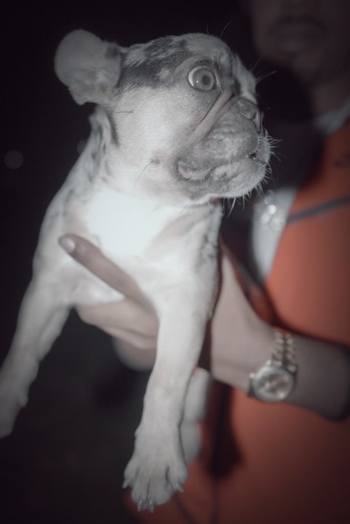 _Heftywill's tweet photo. My frenchies having pups soon get with me if you looking to buy a quality dog… #Exoticfrenchies #DogsofTwittter #dogsoftiktok #dogsofinstagram #bullies #doglovers https://t.co/5fIoUDV6h1