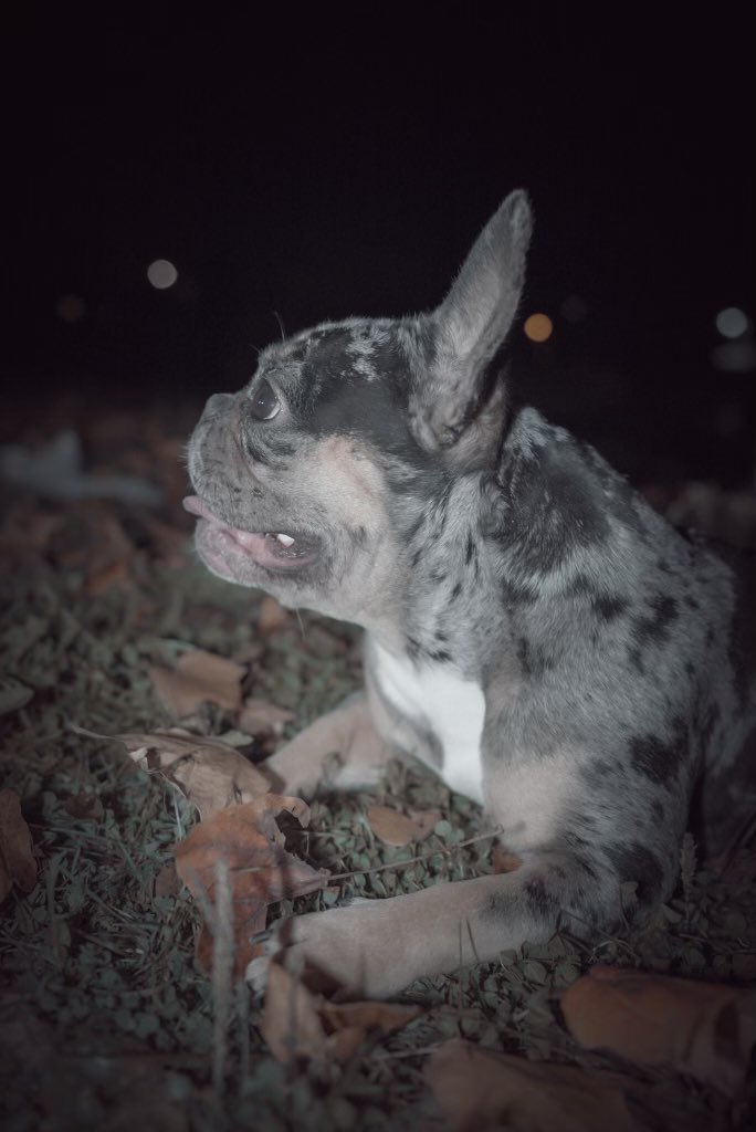_Heftywill's tweet photo. My frenchies having pups soon get with me if you looking to buy a quality dog… #Exoticfrenchies #DogsofTwittter #dogsoftiktok #dogsofinstagram #bullies #doglovers https://t.co/5fIoUDV6h1