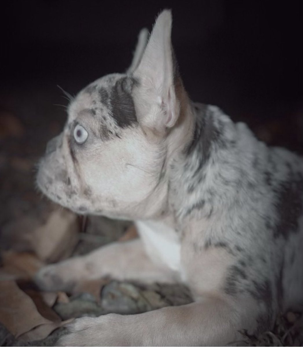 _Heftywill's tweet photo. My frenchies having pups soon get with me if you looking to buy a quality dog… #Exoticfrenchies #DogsofTwittter #dogsoftiktok #dogsofinstagram #bullies #doglovers https://t.co/5fIoUDV6h1