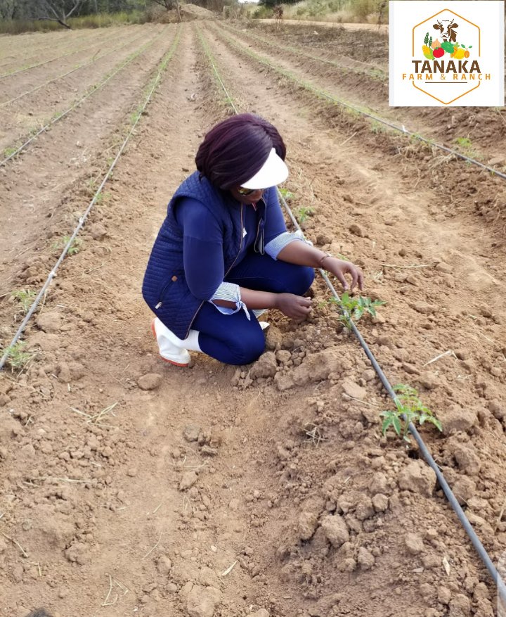 curatedchapter1's tweet photo. Never be embarrassed by your job/business no matter how small. Recently someone said to me, do you farmers even make any money with this farming of yours.

In whatever small way, your honest living is putting food on your table and sending your children to school.

#farming https://t.co/Cq8117ypgn