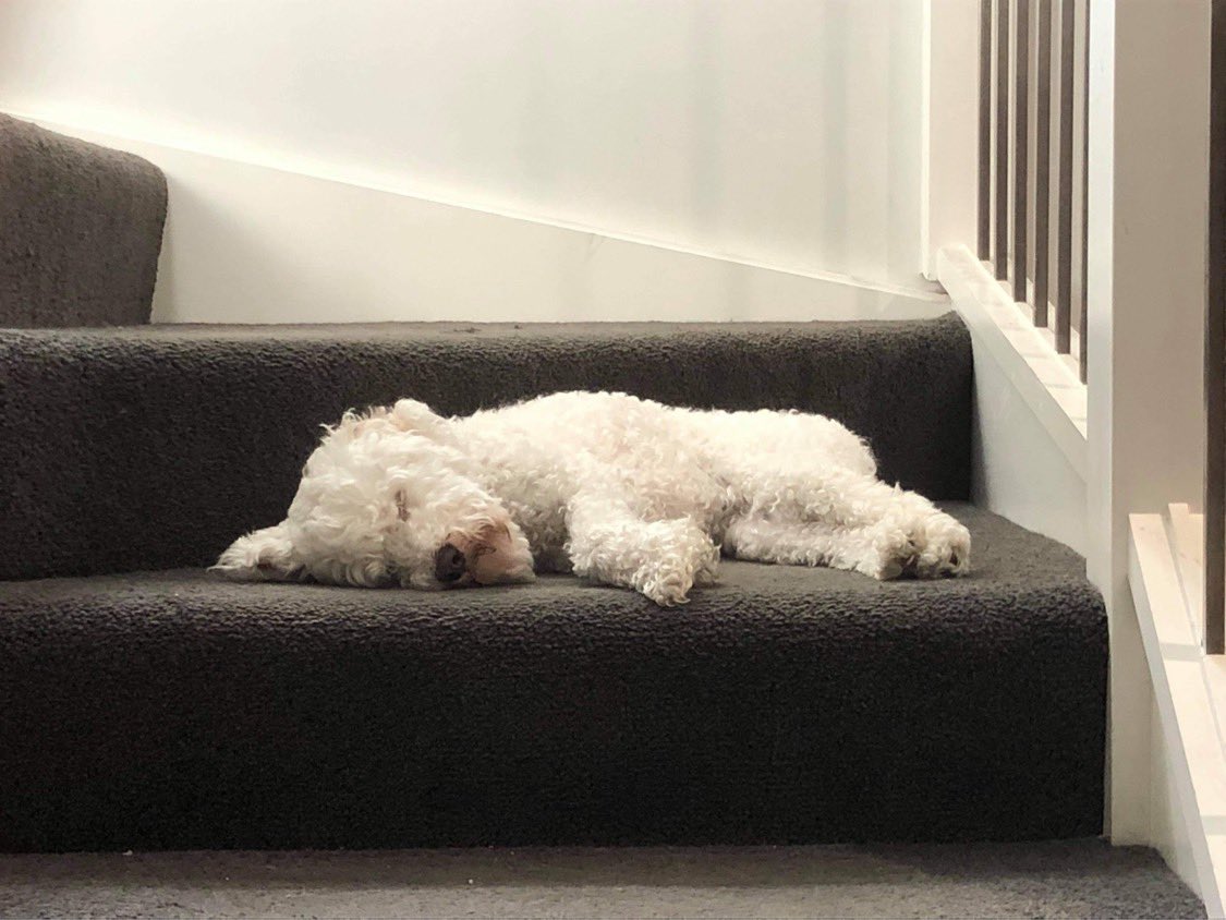 mimbles's tweet photo. This dog ❤️ #cuddlebugkiri https://t.co/tBaEdb1TF9