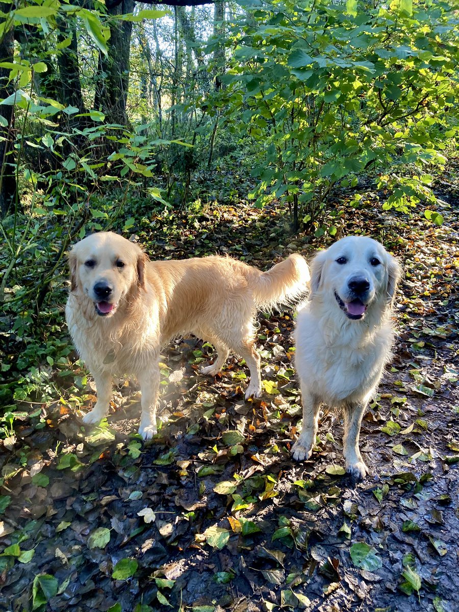 Ellis_Lisa1's tweet photo. My favourite time of year - Crisp and fresh, with such beautiful sunshine. Hope you have a wonderful Friday.☀️🐶🐶🐾 https://t.co/ok1rihT1AJ