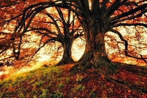 DTNEtiquette's tweet photo. Another season filled with gorgeous colors has arrived and I intend to make the most of it...~ #DTN #time4fall #leavesarechanging https://t.co/YY3rrSgAjS