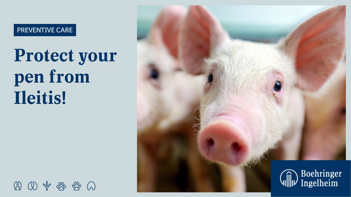Boehringer_AH's tweet image. #PigFarmers, are you on top of #Ileitis control in your barn? We’ve collected 7 key insights to help you understand the disease, how it spreads &amp;amp; how to prevent it. Find them here: ➡️ bit.ly/30v7KD0 
#PigHealth