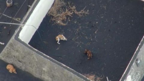 Hartos de tanta burocracia, tanto perimetraje y tanta cagadita de rata en el arroz. Mis respetos.