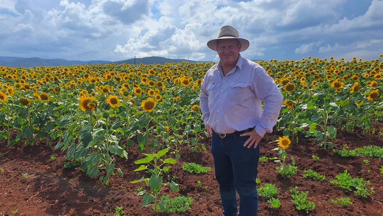 ShaneKnuthMP's tweet photo. Had to call in to see Anthony Trimarchi's Tolga Sunflower Farm for myself and was not disappointed. 

The Sunflowers are attracting people from across the state and region and has become a popular tourist attraction.

- Shane Knuth MP https://t.co/0KFL2r8MuI