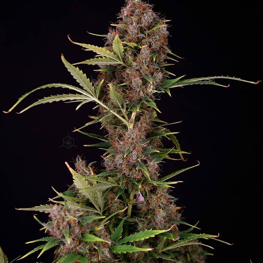 spliffseeds's tweet photo. ๐ฅ Spliff Dutch Automatic๐ฅ
1 gal pot 12/12 lighting
๐ธ:@wildeweed
๐ท:#dutchautomatic
๐จ๐พ:#spliffseeds
โฝ: @greenbuzzliquids https://t.co/ZNjnqBFy6E