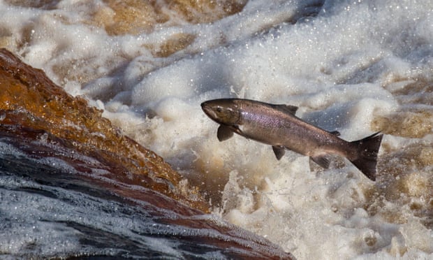 tveitdal's tweet photo. Norway reveals plans for river trap system to protect wild salmon
https://t.co/5pInXggQMC
Announcement comes as Scottish report says open-pen salmon farms pose substantial risk to wild population @NASCO_Sec @SalmonTroutCons @kldep https://t.co/7MXxTDmn2R