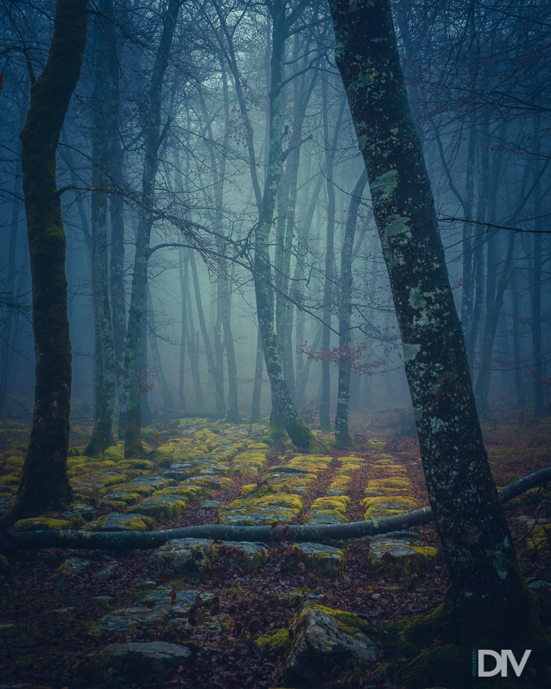 DIVCreativo's tweet photo. Ganitas de Otoño, de niebla y de sentir la lluvia del bosque. https://t.co/fiqNKDDNKK