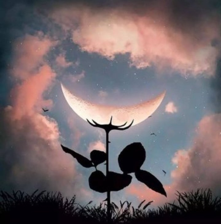 lirihgerimis_'s tweet photo. Kau, Bunga
ketika cahaya merebah
wangi setampuk
mekar di taman;
setangkai sunyi--
daun-daun kegelapan
o, larik, lembaran malam
gerbang di langit
pintu segala puisi
#CelahAwan 

pict: @emma_berg__ https://t.co/zONN2kZiTc