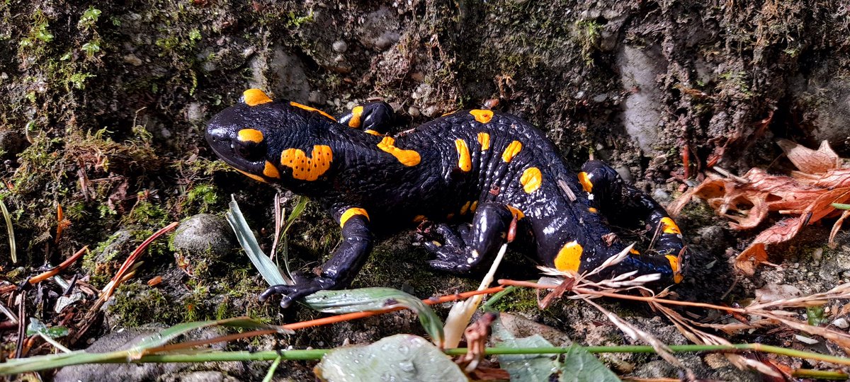 sipelpoiss's tweet photo. #Fauna that I encountered during my hikes in #Semmering, #Breitenstein and #Gloggnitz: #salamanders, #bats, #snakes, #spiders.
1 #FireSalamander (Salamandra salamandra)
2 Unidentified #bat
3 #GrassSnake (Natrix natrix)
4 European #gardenspider (Araneus diadematus)
#Animals #Alps https://t.co/XqsoqN66i2