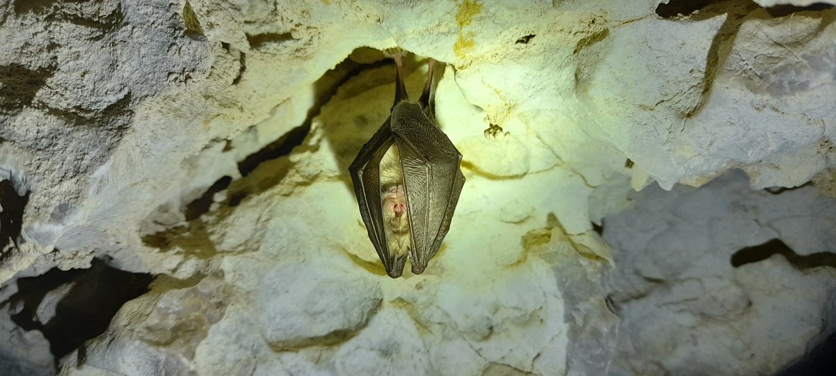 sipelpoiss's tweet photo. #Fauna that I encountered during my hikes in #Semmering, #Breitenstein and #Gloggnitz: #salamanders, #bats, #snakes, #spiders.
1 #FireSalamander (Salamandra salamandra)
2 Unidentified #bat
3 #GrassSnake (Natrix natrix)
4 European #gardenspider (Araneus diadematus)
#Animals #Alps https://t.co/XqsoqN66i2