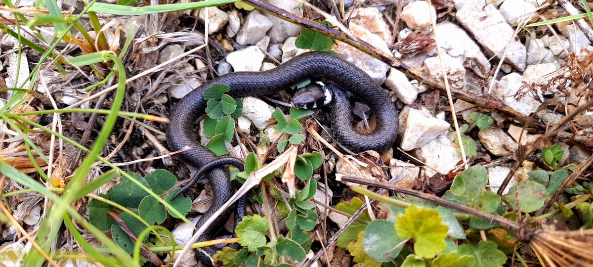 sipelpoiss's tweet photo. #Fauna that I encountered during my hikes in #Semmering, #Breitenstein and #Gloggnitz: #salamanders, #bats, #snakes, #spiders.
1 #FireSalamander (Salamandra salamandra)
2 Unidentified #bat
3 #GrassSnake (Natrix natrix)
4 European #gardenspider (Araneus diadematus)
#Animals #Alps https://t.co/XqsoqN66i2