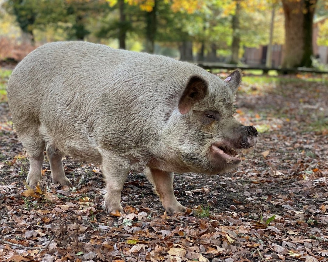 Smile its the weekend... time to get snout and about 🐷
#lovewhereyoulive #newforestlife