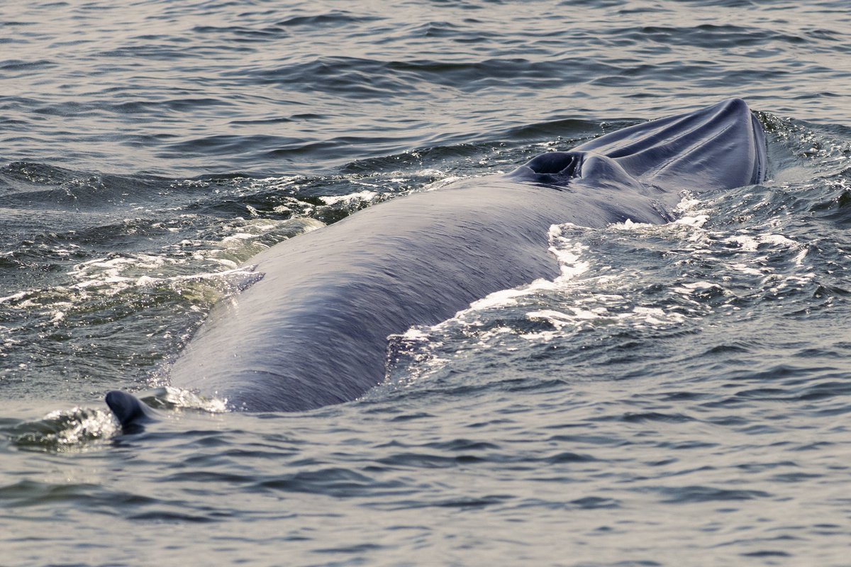 Buffleheadprod's tweet photo. The Bryde’s whales weren’t feeding but it was still a nice day out on the water. https://t.co/pvu1kAF3Mg