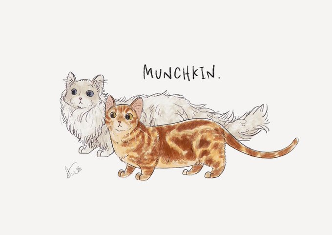 マンチカンのtwitterイラスト検索結果 古い順