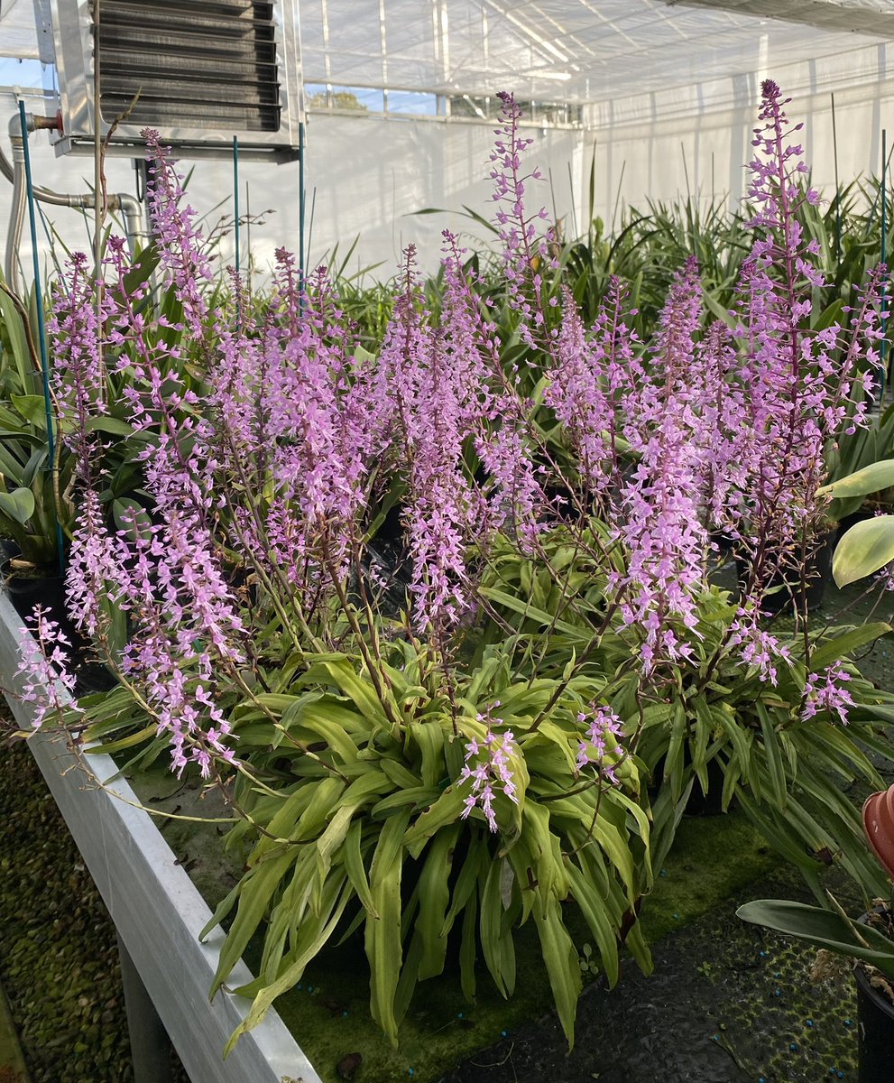#Stenoglottis longifolia is a terrestrial orchid native to South Africa. It grows on mossy ledges, cliffs up to 1300m and is a beautiful splash of colour in our greenhouse in the Autumn.
.
.
.
#orchids #orquídeas
#蘭 #flower #flowerphotography #flowersonfriday #conservation