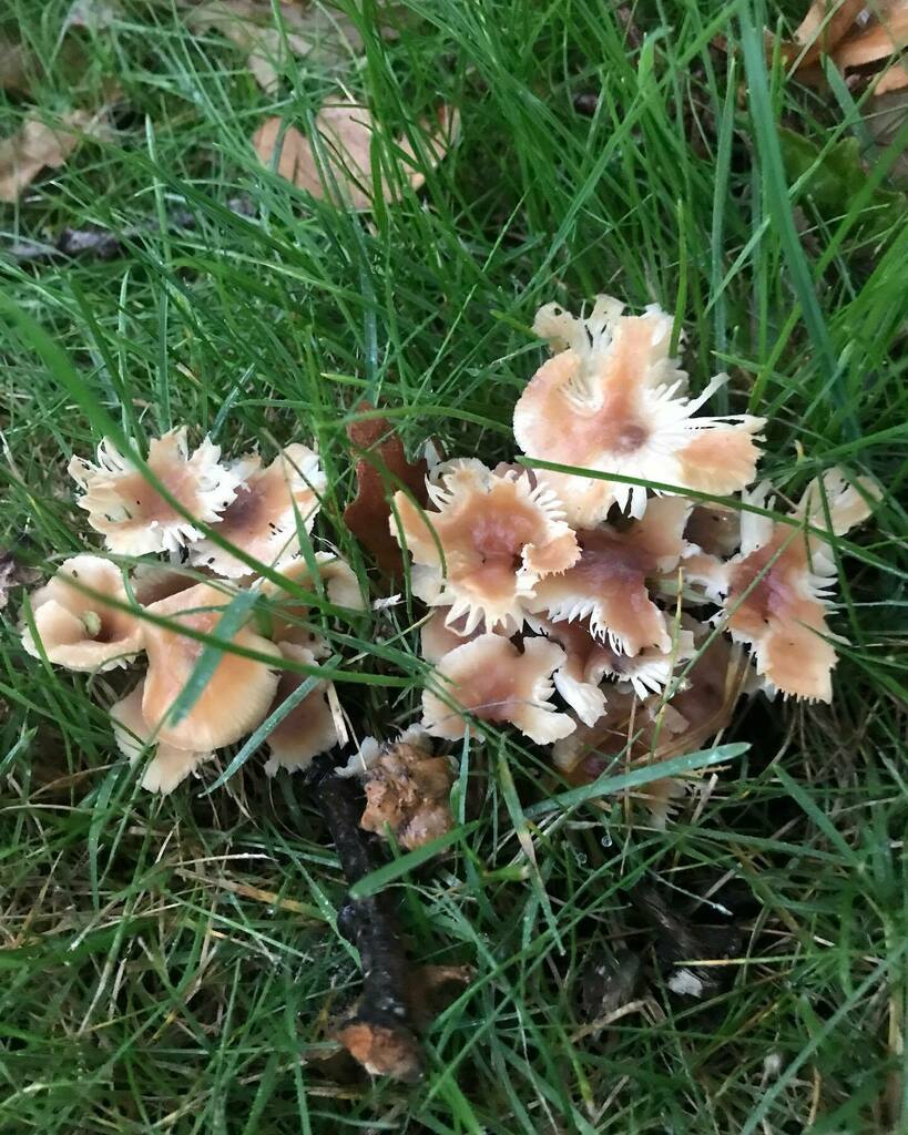 Nature is amazing - look at these beauties. Anyone know what they are? Daren‘t touch for fear they may be poisonous. Will cut the grass and dispose of appropriately. Never seen this variety though. So delicate in form…. All those wispy bits around th… instagr.am/p/CVUjRZHsga4/
