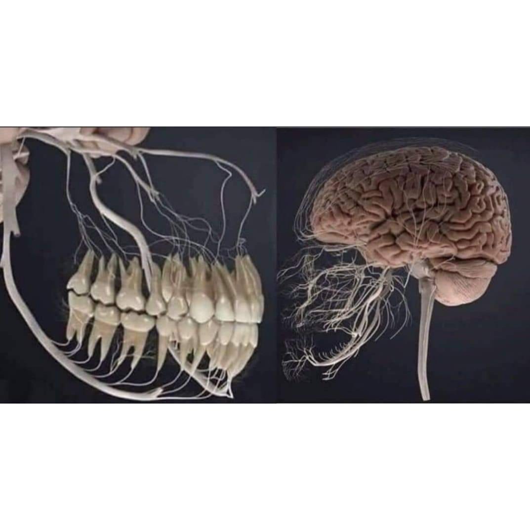 Diş ağrısının dayanılmaz oluşunun nedeni 🌸🧠🦷📍 #Science #biology