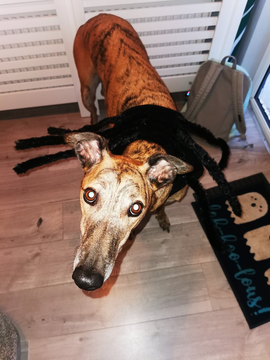 Yam spiderdoggo for Howloween 🕸 Be afraid frens, will have extra paws to poke you all wiff! #dogsoftwitter #halloween2021