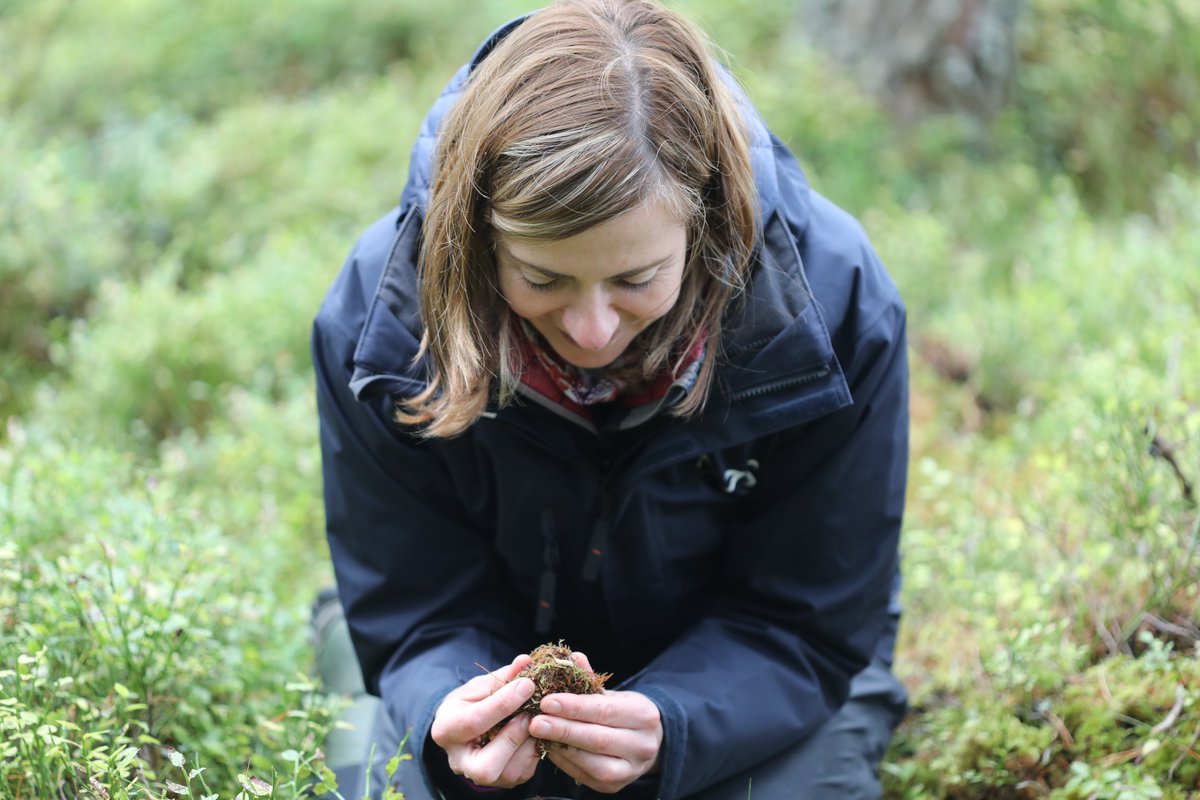 cairngormsnews's tweet photo. This week, the @rzss & @RareInverts6 project are releasing over 3,000 #PineHoverfly larvae in three carefully chosen forest habitats in the #Cairngorms #NationalPark, leading the way in protecting species from extinction in the wild: https://t.co/Oh5aSiLoa5
📸 | @rzss https://t.co/O9RW3EE0vR