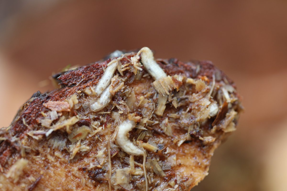 cairngormsnews's tweet photo. This week, the @rzss & @RareInverts6 project are releasing over 3,000 #PineHoverfly larvae in three carefully chosen forest habitats in the #Cairngorms #NationalPark, leading the way in protecting species from extinction in the wild: https://t.co/Oh5aSiLoa5
📸 | @rzss https://t.co/O9RW3EE0vR