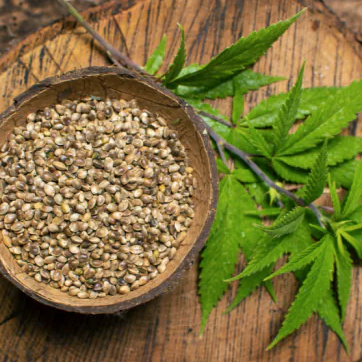 ICA_Malawi's tweet photo. #HempSeeds provide a raft of #nutrients. Just like other seeds, #hemp seeds are rich in #healthyfats to support a healthy heart and brain. Sitting at around 30% #protein, jam-packed with gut-loving #fibre (10g / 100g), and also contain #iron &amp; #potassium https://t.co/xuBtOY67Me https://t.co/EtsBfzhYE0