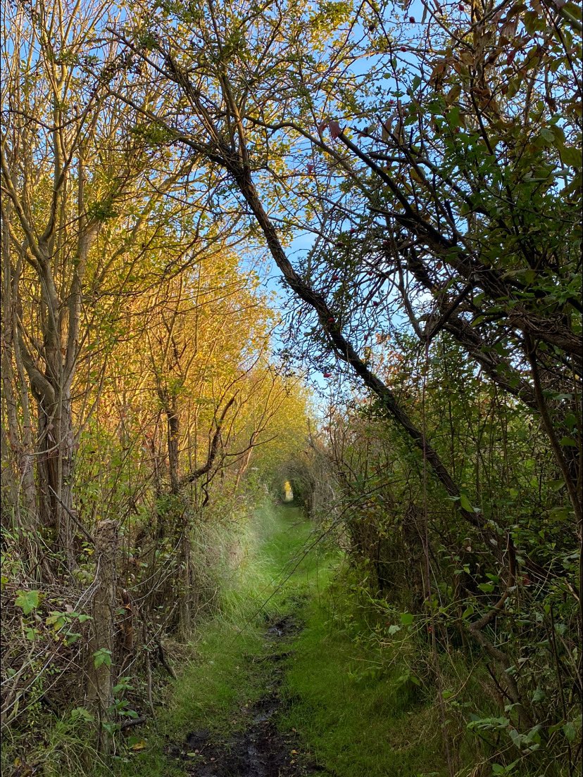 Poppy Patrol tweet media