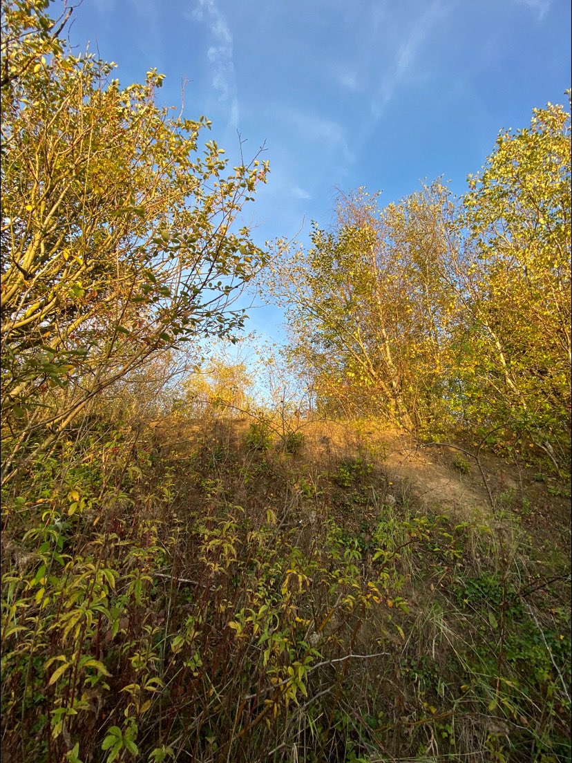 <a href="/sspcampaign/">Save Swanscombe Peninsula SSSI</a> Thursday autumn walk around Swanscombe Marshland Kent 🍁a great place to explore #nature #naturelovers #wildlife #landscapelovers <a href="/KentWildlife/">Kent Wildlife Trust</a> <a href="/Buzz_dont_tweet/">Buglife</a> <a href="/RSPBEngland/">RSPB England</a> <a href="/KentScenes/">Scenes from Kent</a> #SaveSwanscombe 💚