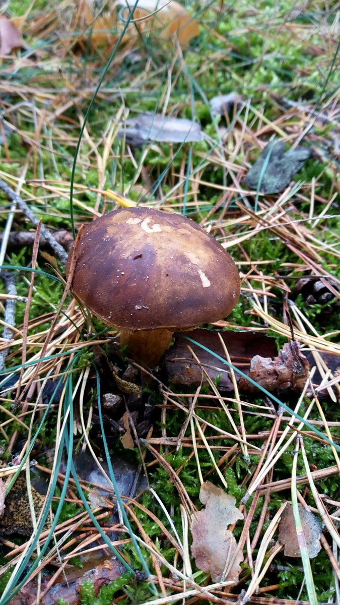 LX8111's tweet photo. Some #BayBolete, #SlipperyJack, #Chanterelle and #LactariusDeliciosus for #FungiFriday. #Pilze #Mushroom #Fungi https://t.co/9srV3cYfO8