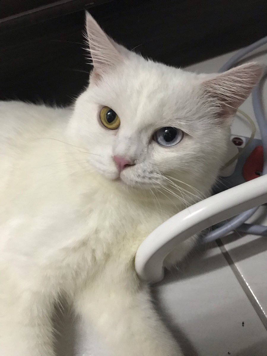 ansntrh's tweet photo. British Shorthair for sale. 
Boleh pm sis for details tq. https://t.co/pEIsPsT4jt