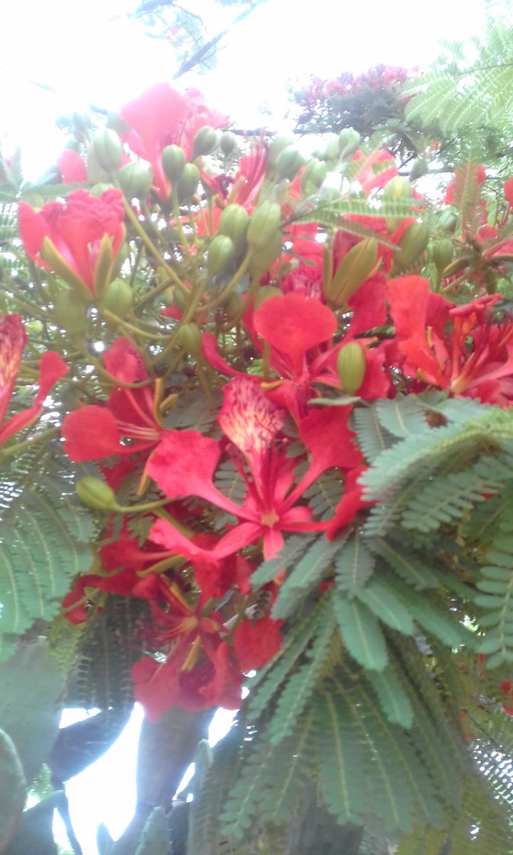 Florachitri777's tweet photo. Red Flame Flamboyant tree (Delonix regia) π π₯ β€οΈ . "This tree puts itself out there and is a stark reminder of the beauty of nature" #plants #trees #Flowers #Flamboyanttree #nature #naturelovers #NaturePhotography #goodmorning https://t.co/rnj848nzAx