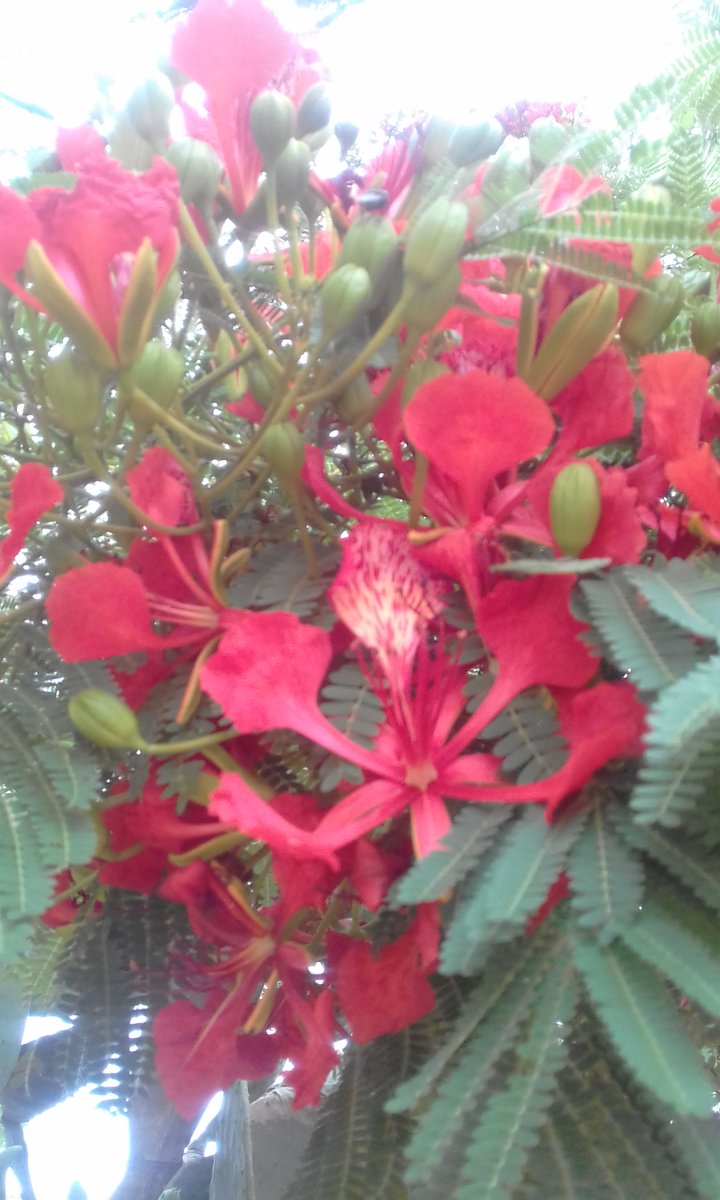Florachitri777's tweet photo. Red Flame Flamboyant tree (Delonix regia) π π₯ β€οΈ . "This tree puts itself out there and is a stark reminder of the beauty of nature" #plants #trees #Flowers #Flamboyanttree #nature #naturelovers #NaturePhotography #goodmorning https://t.co/rnj848nzAx