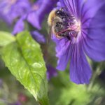 Photo by Irish Bee Keeper (@IrishBeekeepers)