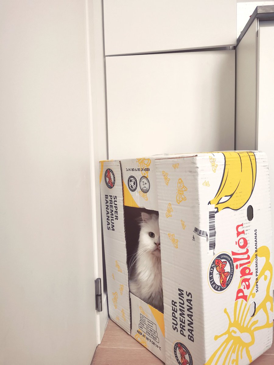marcuspawrelius's tweet photo. Zij blijft maar mandjes en speeltjes kopen terwijl ik een simpele kat ben en enkel een doos wil. Hoe koppig kan ze zijn? https://t.co/0GnjsKe6Z1
