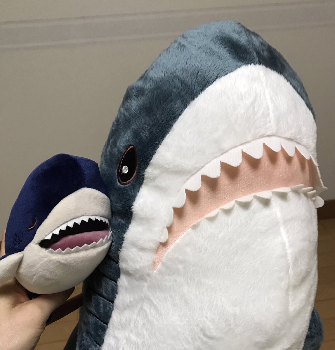 サメちゃん サメちゃんズ🦈🦈