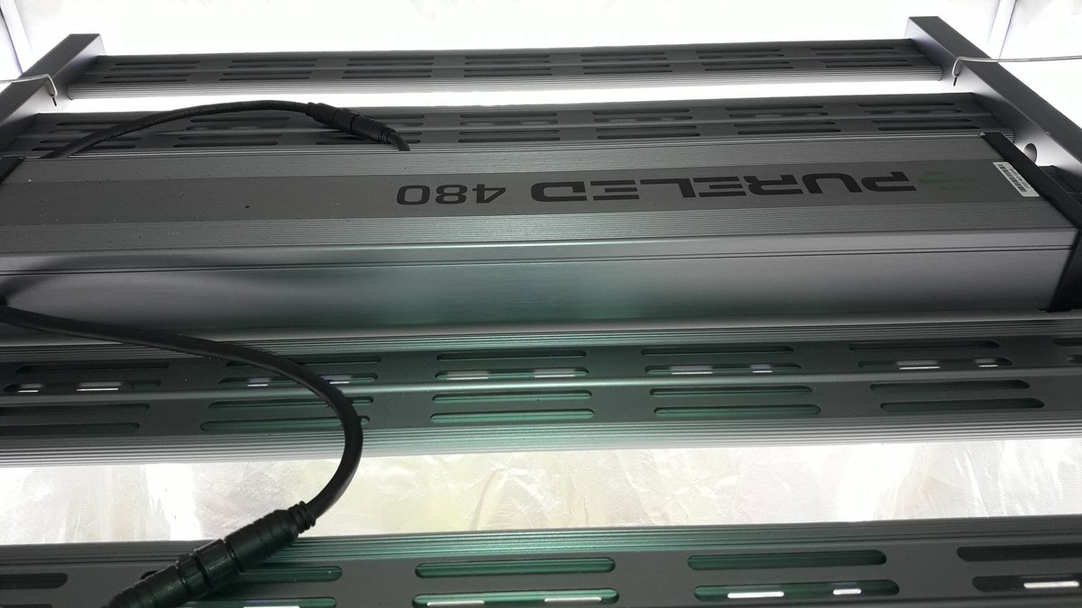 AdrycManellson's tweet photo. Y mirad Verde Mundo que estirón han dado mis #KritikalK @Kannabia_Samen en #Sust #BatMix @PlagronAruba #Natural bajo #ThePureLed480Pro @ThePureFactory_ by @DPlantasur, 4 días de #TimeLap.
Y es que cuando una #Straint vale, lo demuestra.
Alegría, Paz, Olas y #SemisDeColección.🧚‍♂️😎 https://t.co/TFL2C1kPP9
