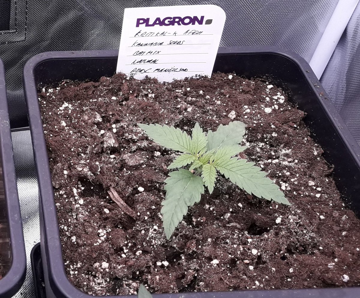 AdrycManellson's tweet photo. Y mirad Verde Mundo que estirón han dado mis #KritikalK @Kannabia_Samen en #Sust #BatMix @PlagronAruba #Natural bajo #ThePureLed480Pro @ThePureFactory_ by @DPlantasur, 4 días de #TimeLap.
Y es que cuando una #Straint vale, lo demuestra.
Alegría, Paz, Olas y #SemisDeColección.🧚‍♂️😎 https://t.co/TFL2C1kPP9